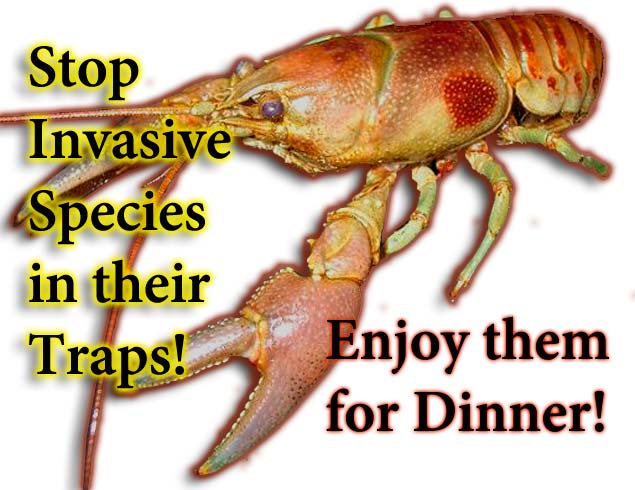 crawfish crayfish trap